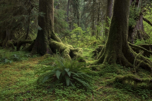 forest-photography-temperate-rainforest-hoh-rainforest-olympic-peninsula